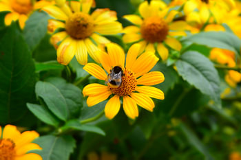 Gele bloemen met hommel