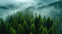 La forêt éternelle