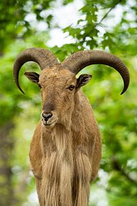 Manenspringer van Tierfotografie.Harz