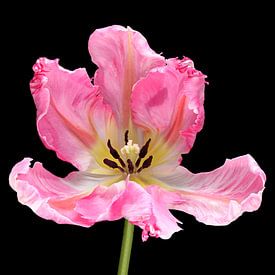 Tulip 'Forbidden City' by Paul Heijmink