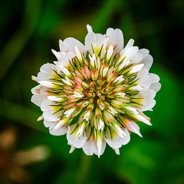 white clover in close up by Erwin Pilon