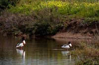 Shelducks In The Algave
