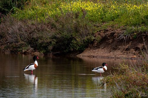 Les ténébrions dans l'algue