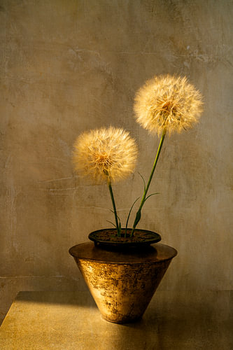 Botanical Brilliance. Stilleven met bloemen. Pluisjes. Goud. van Alie Ekkelenkamp