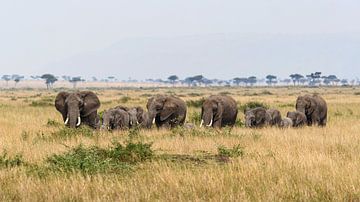 Olifanten in de Masai Mara van Roland Brack