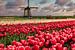 Tulipes et Moulin à vent sur Peter Bolman