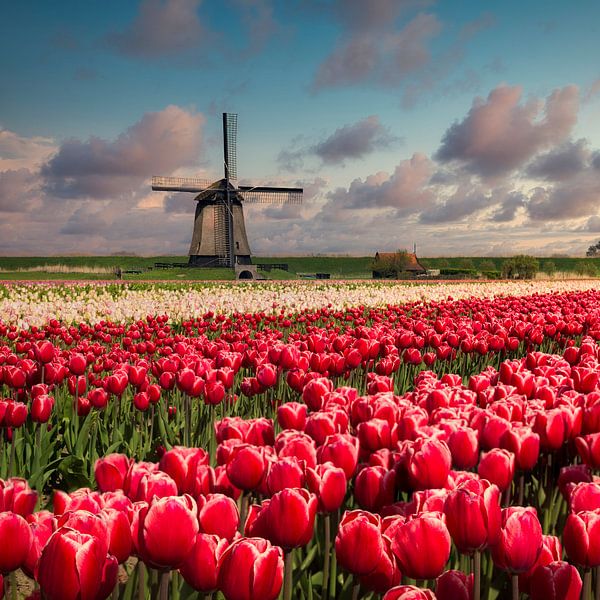 Tulipes et Moulin à vent par Peter Bolman