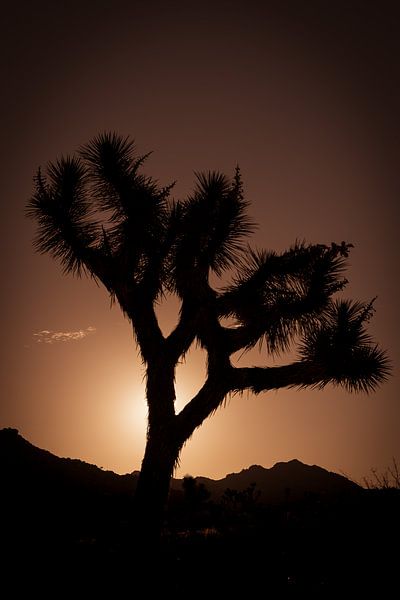Joshua Tree mit Sonnenuntergang von Weinand de Koster