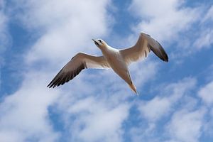 Basstölpel im Flug über Helgoland
