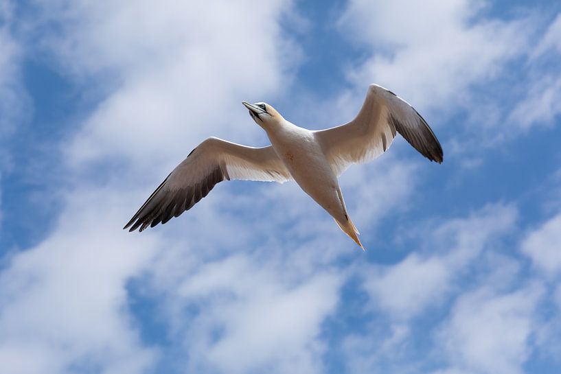 Northern Gannet flying over Helgoland by Ron Buist