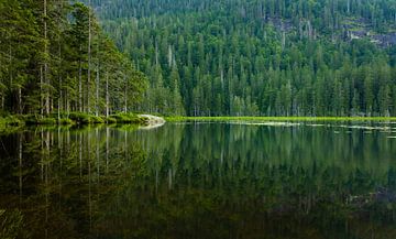 Forest with reflection at the Arbersee in the Bavarian Forest