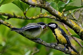 Zwei große Titten füttern sich gegenseitig von Joard van den Ende