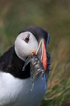 Puffins with sandeels Iceland by Frank Fichtmüller