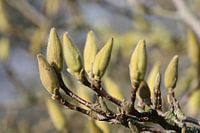 Boutons en magnolia