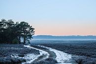 Ginkelse Heide in de winter van Tim Annink thumbnail