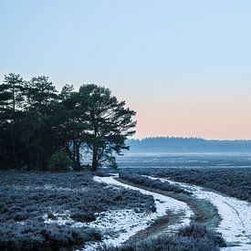 Ginkelse Heide im Winter von Tim Annink