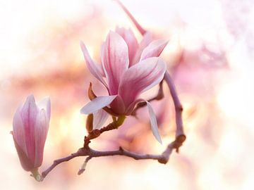Rêve de magnolia sur Sabine Böke-Bergau