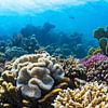De prachtige koraalriffen van Marsa Alam van thomas van puymbroeck