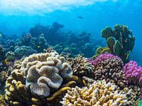 The beautiful coral reefs of Marsa Alam
