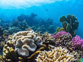 The beautiful coral reefs of Marsa Alam by thomas van puymbroeck
