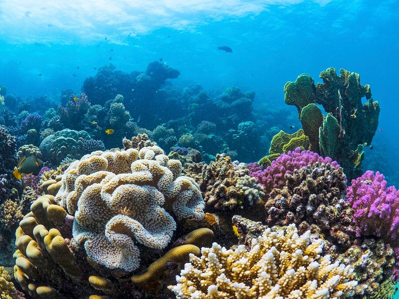 Die wunderschönen Korallenriffe von Marsa Alam von thomas van puymbroeck