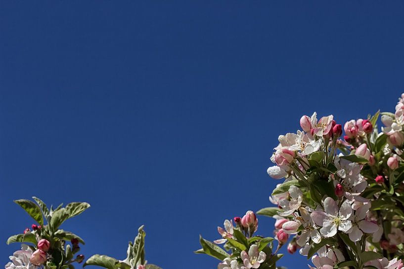 J a p a n i s c h e r Apfel II van Andreas Stach