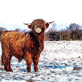 Schotse Hooglanders 5 van Jeanien de Gast