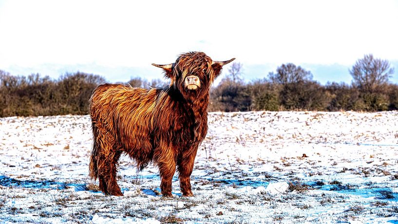 Scottish Highlanders 5 par Jeanien de Gast