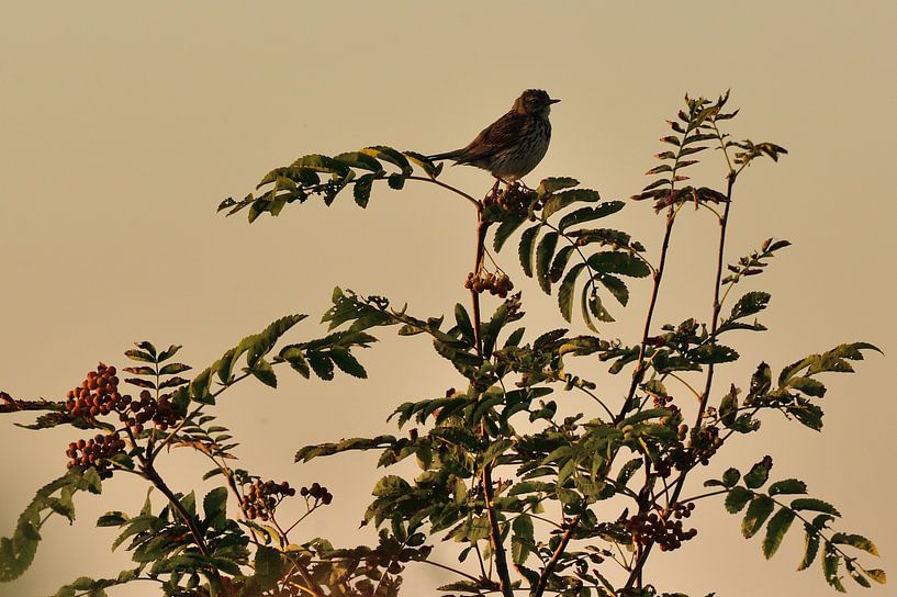 Vogel in boom zingt het hoogste lied by Petra De Jonge