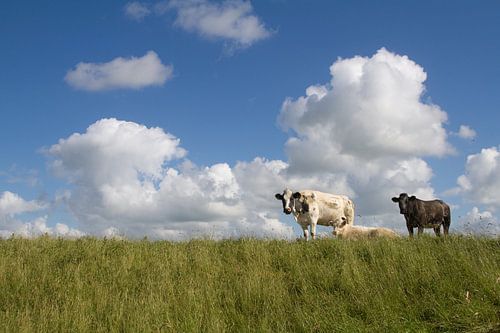 Koeien op de dijk von Dolf Siebert