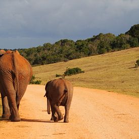 Überqueren von Elefanten von Marleen Berendse