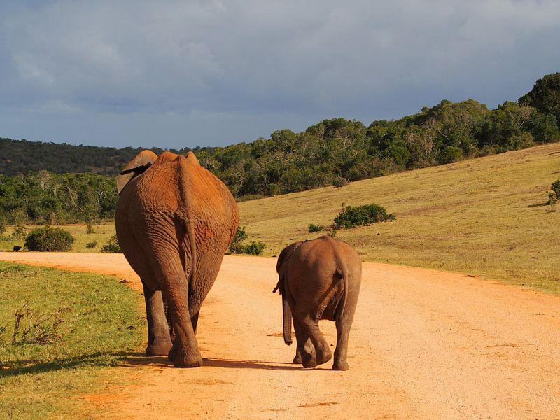Crossing Elephants by Marleen Berendse