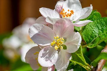 Apfelblüte eines Apfelbaumes im Frühling Hintergrund von Animaflora PicsStock