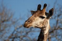 Close up portret van een giraffe