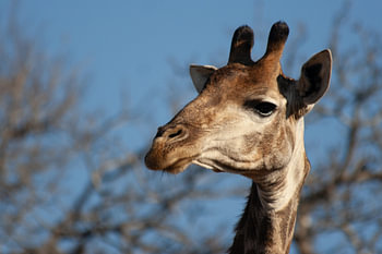 Nahaufnahme einer Giraffe