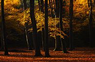 Leuvenumse bos herfst van Rick Kloekke thumbnail