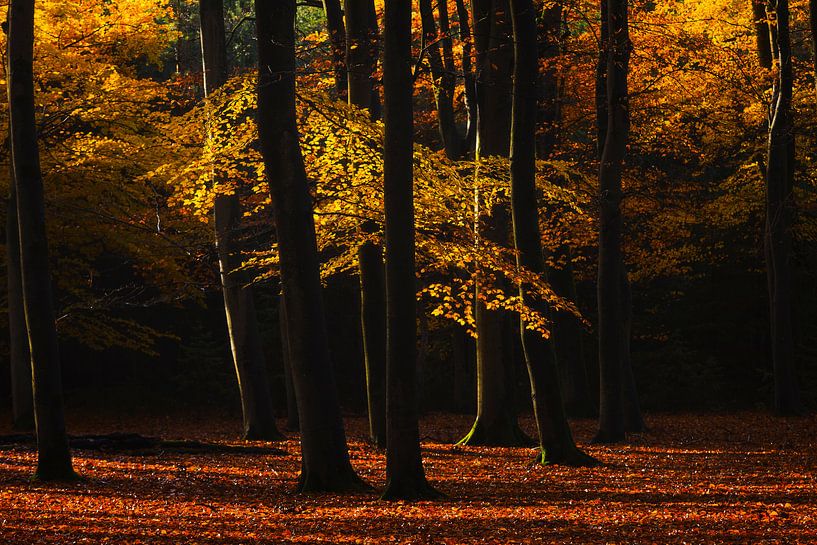 Leuvenumse bos herfst van Rick Kloekke