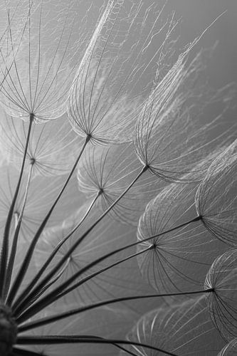 Black and white: Fluff in the light by Marjolijn van den Berg
