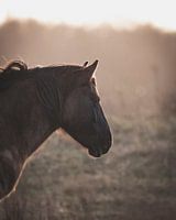 Pferd bei Sonnenuntergang