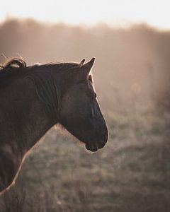 Pferd bei Sonnenuntergang