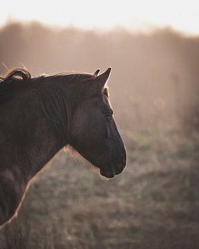 Paard tijdens zonsondergang van Sander van Driel