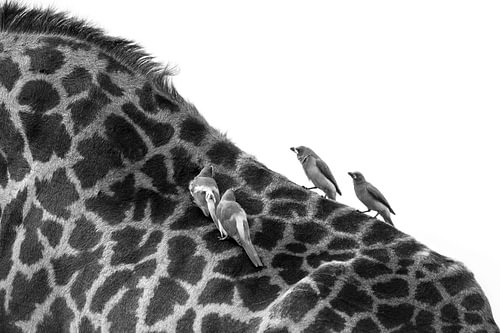 Giraffe met madenhakkers