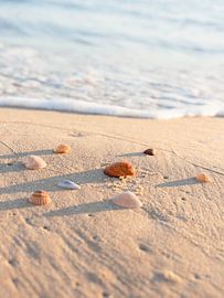 Soft Morning Muscheln von Dagmar Pels