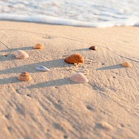 Coquillages doux du matin sur Dagmar Pels