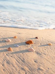 Soft Morning Muscheln