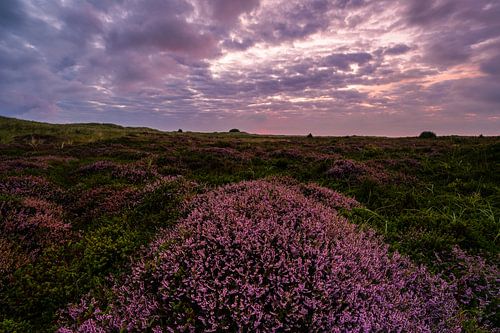Heide op Ameland
