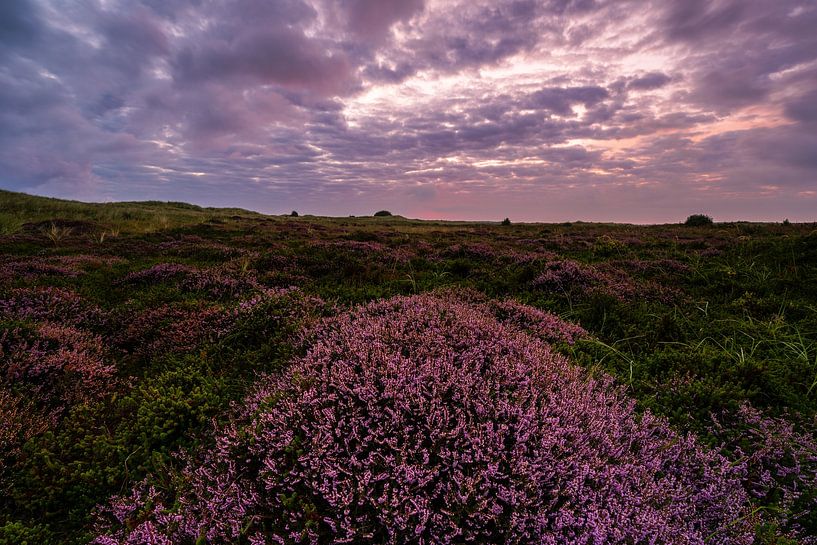 Heidekraut auf Ameland von Arjan Bijleveld