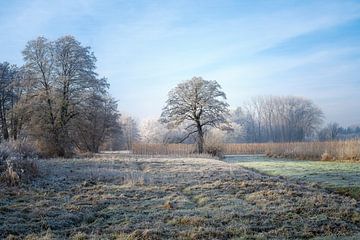 Boom in een idyllisch winterlandschap van ManfredFotos