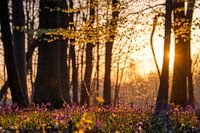 Le soleil se réveille dans la forêt