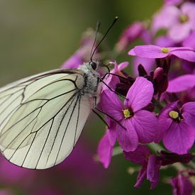 Vlinder van Marieke van Milligen